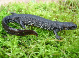 Read more about the article Great Crested Newts (GCN)
